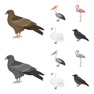 , 鹈鹕, 火烈鸟, 天鹅。鸟类集合图标在卡通, 单色风格矢量符号股票插画网站