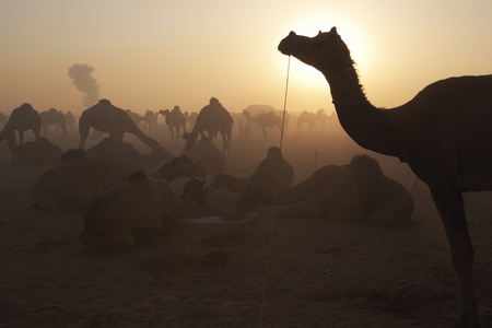在黎明的骆驼