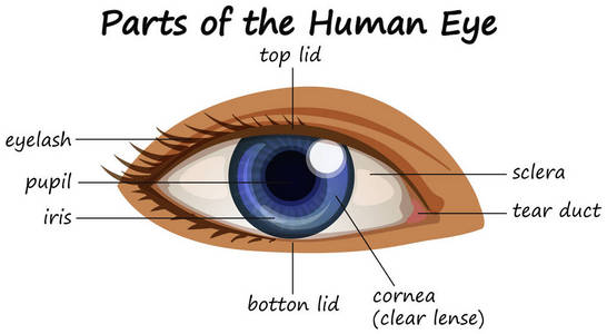 显示人眼部分的图示