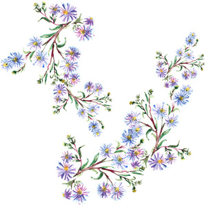 水彩蓝花。花卉插图