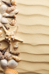 沙滩上的海贝壳和海星背景
