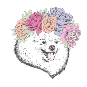 一只纯种的狗在花环上。斯皮茨画的矢量。牡丹和玫瑰