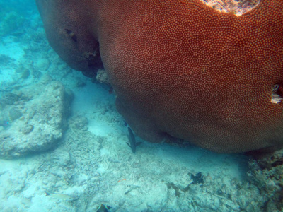 海洋生物香槟湾, 埃斯皮里图, 瓦努阿图