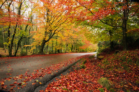 在秋季木在玛塔 da 维嘉，geres 国家公园路