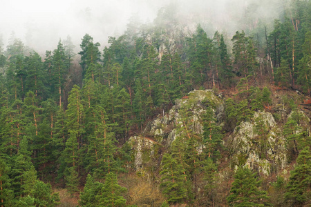 雾霭中的高山山坡针叶林