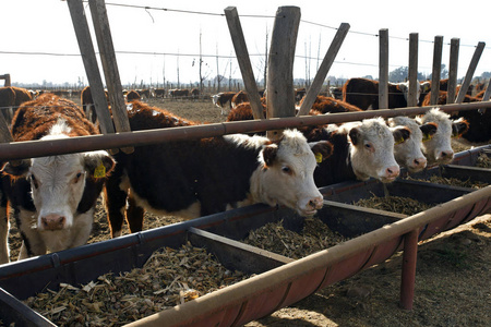 在福特牧场的奶牛图片