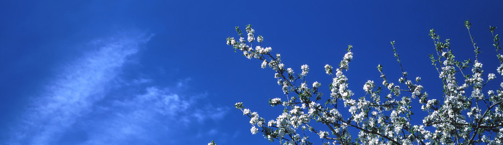 苹果 树