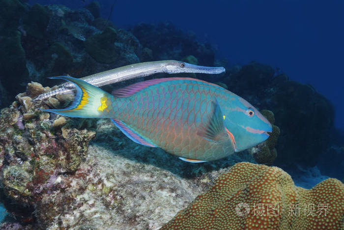 trumpetfish 隐藏红灯鹦嘴鱼-博内尔