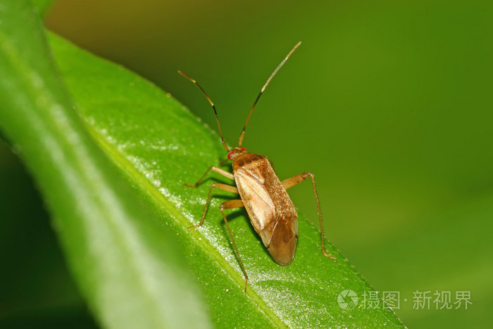 3504*2336px发票合同问题/昆虫象椿螳螂瓢虫散发恶臭的昆虫(如蝽,盾蝽