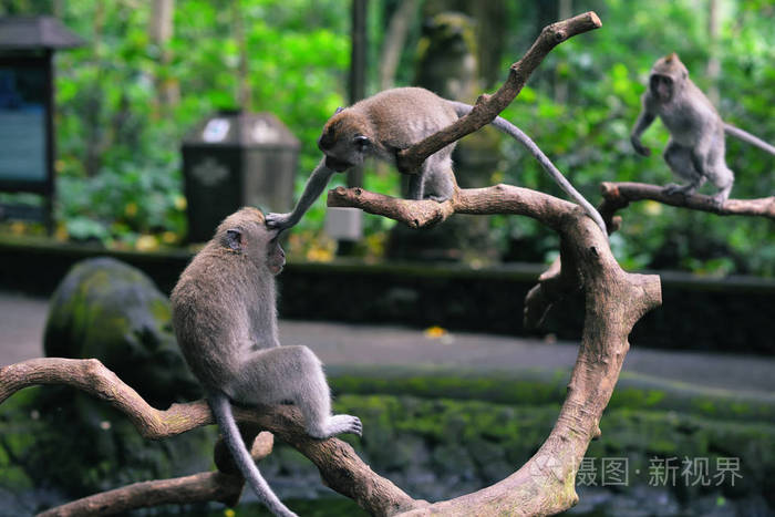 猴子坐在树枝上