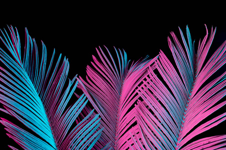 热带和棕榈叶在充满活力的大胆梯度全息霓虹灯颜色, 概念艺术, 最小超现实主义
