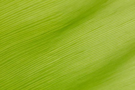 绿香蕉叶表面