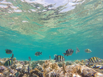 埃及沙姆沙伊赫潜水期间的大量鱼类和珊瑚