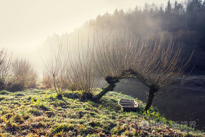 下柳树在雾的早晨在 Luznice 河的海岸在捷克共