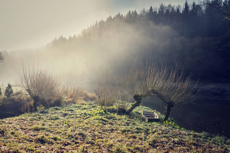 下柳树在雾的早晨在 Luznice 河的海岸在捷克共
