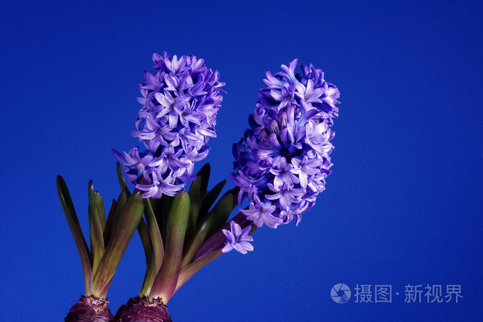 蓝色背景上的紫罗兰花风信子