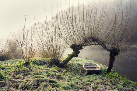 下柳树在雾的早晨在 Luznice 河的海岸在捷克共