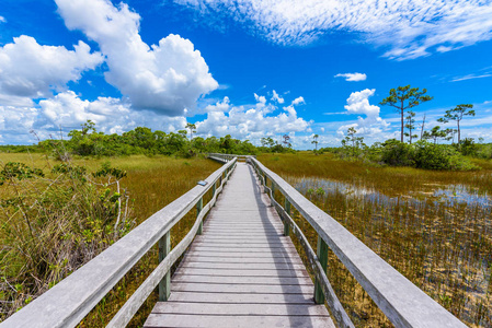 美国佛罗里达沼泽地国家公园红木吊床小径