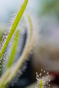 茅膏菜草特写视图