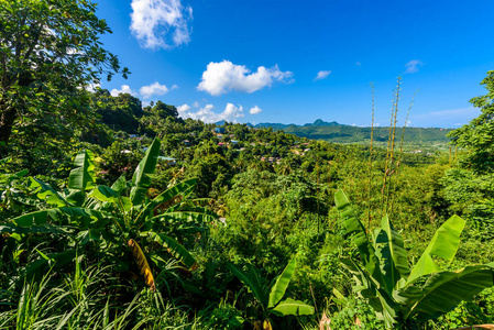 圣卢西亚加勒比岛的热带雨林