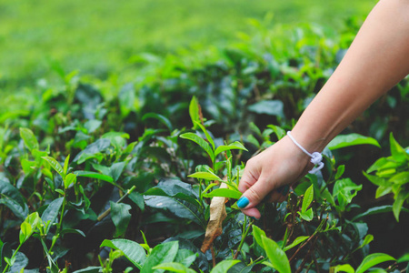女性手收集绿叶锡兰茶