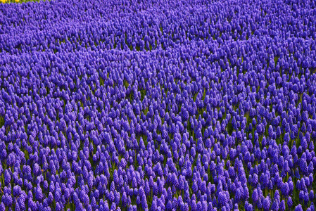 盛开的郁金香的背景。郁金香地毯。郁金香花床。郁金香领域