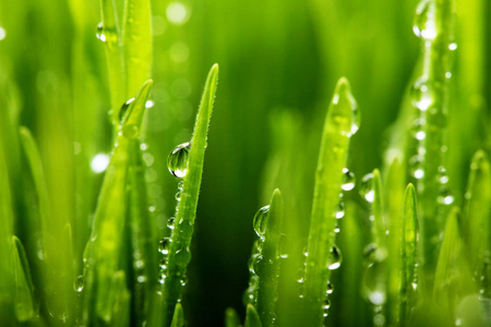 新鲜的绿草, 有水滴。选择性焦点。春季主题。概念新鲜度。宏拍摄
