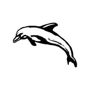 海豚跳跃的水
