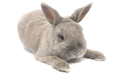 兔子装饰灰色谎言与张开的耳朵隔绝在白色背景