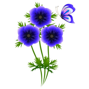 白色背景蝴蝶的一束蓝色海葵