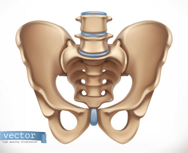 骨盆结构。人体骨架医学3d 矢量图标