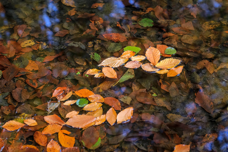 湖面上的落叶