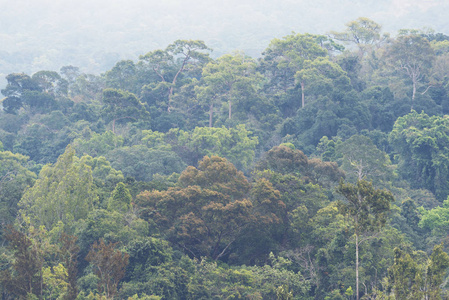 泰国考艾国家公园热带森林景观观