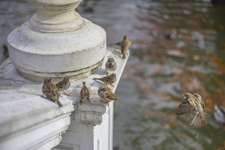 群体的麻雀在西班牙马德里的雷蒂罗公园湖边的窗台上休息