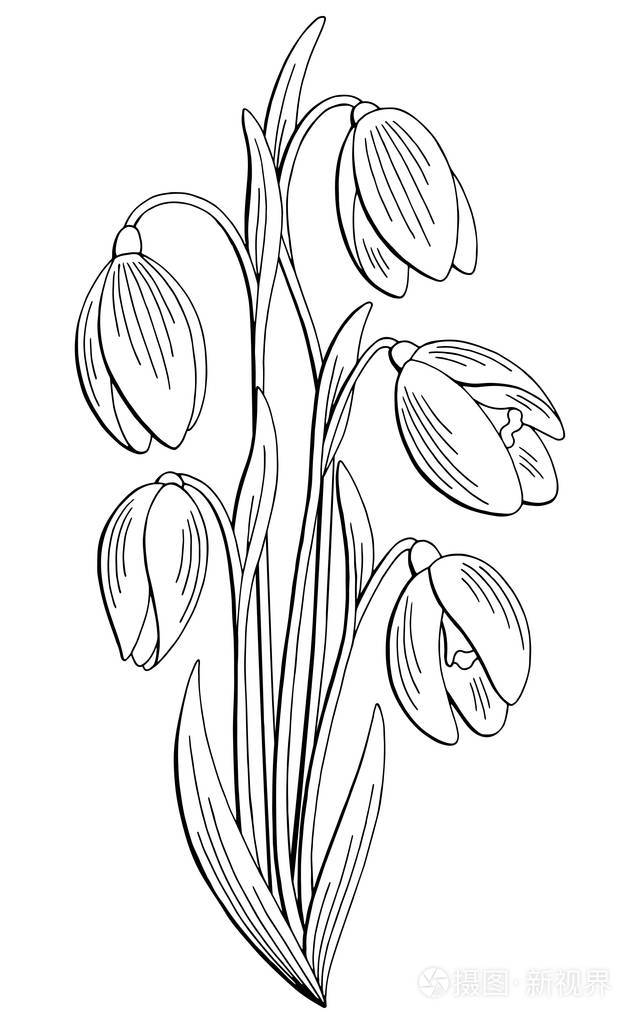 雪莲花图形黑白色孤立花束素描插画矢量