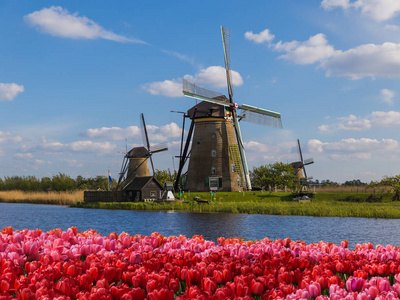 荷兰的风车花草