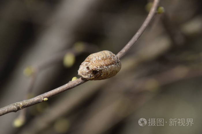 ootheca螳螂在树的树枝上在茧中放置的昆虫的卵是用来过冬的榛子树枝