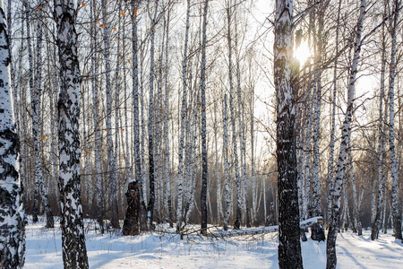 冬季白桦林与太阳射线