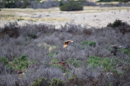 Chimango caracara Phalcoboenus Chimango 巴塔哥尼亚鸟的猎物, 阿根廷