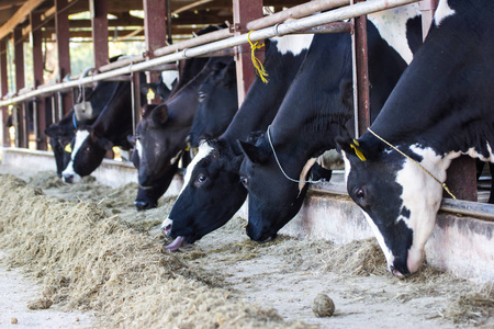 奶牛在农场和牛群吃干草在牛栏奶牛场