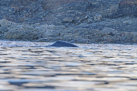露脊鲸鲸鱼浮出水面接近岸边图片