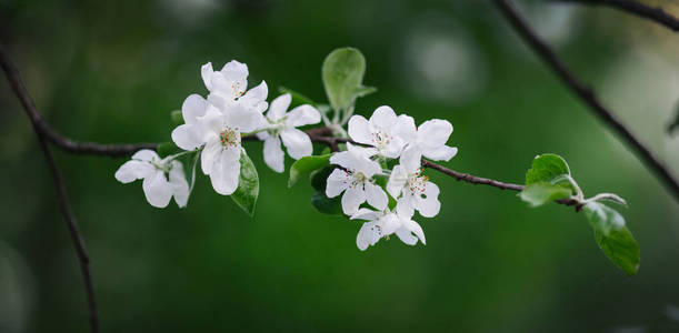 花园里春天开花的果树