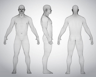 一套3d 线框人体矢量图。前面, 后面, 侧面视图。多边形模型图片