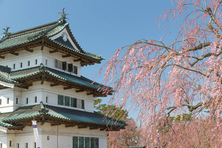 弘前城堡和春天樱花樱花树