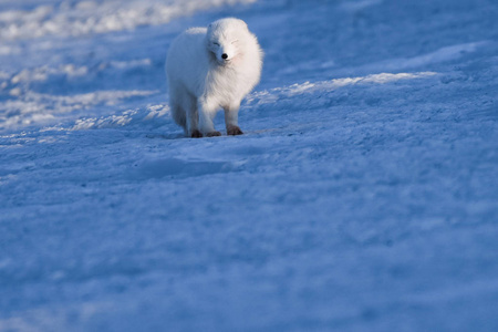 特写野生动物白色极地狐狸冬天在北极斯瓦尔巴特在一个晴朗的日子