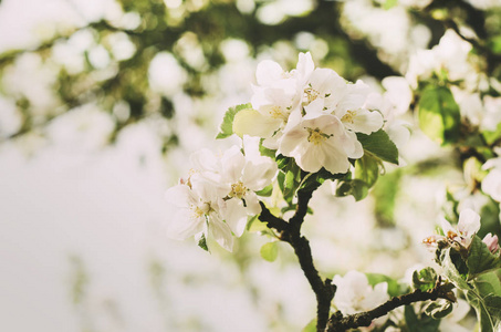 苹果树白花在晴天宏