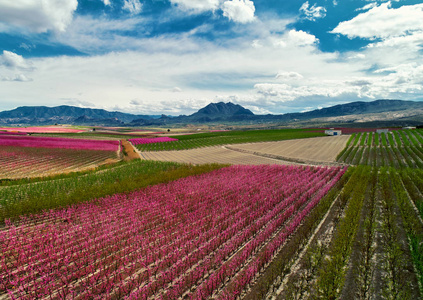 Cieza 果树开花