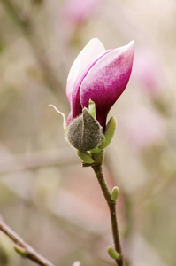 白玉兰花芽