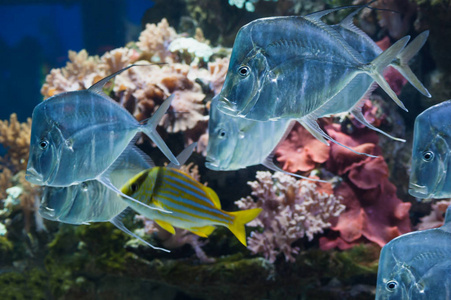 在萨尔茨堡的水族馆里看鱼