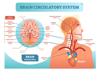 脑循环系统解剖向量图解图。人脑血管网络方案。脑医学信息